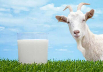 peluang susu kambing etawa