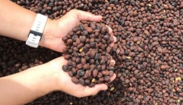 Ada-Varietas-Kopi-Baru-Nih-Namanya-Kopi-Geisha