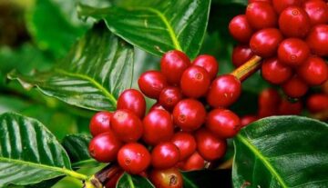 Kenalan-Sama-Kopi-Bourbon-Yang-Merupakan-Spesies-Kopi-Arabika
