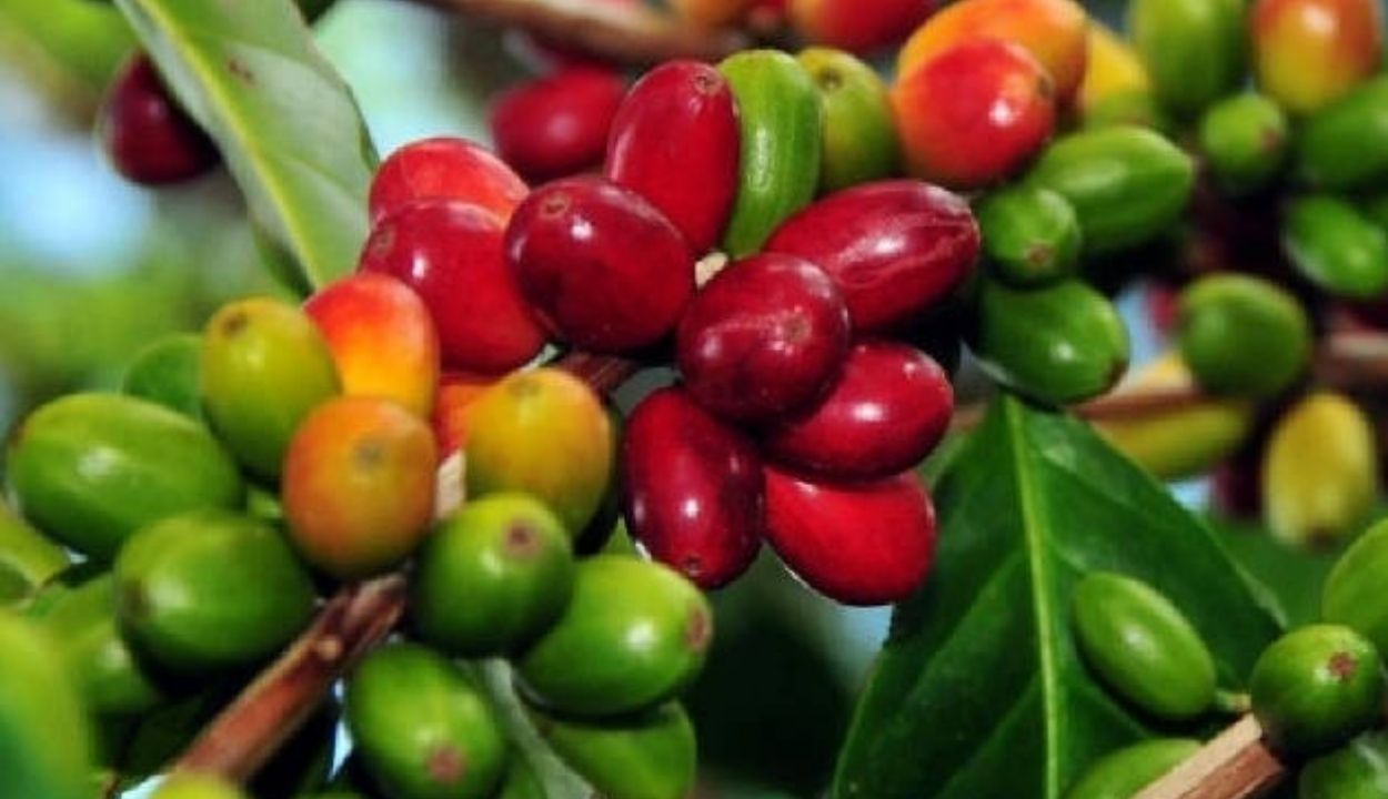  Sejarah  Kopi  Liberika Aroma Nangka Yang Sudah Terlupakan