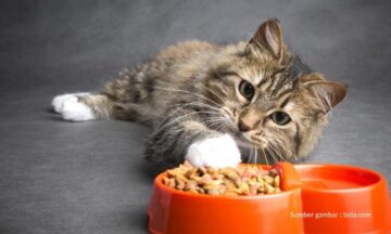 Wajib-Baca-10-Tips-Ini-Sebelum-Bisnis-Petshop-Kucing